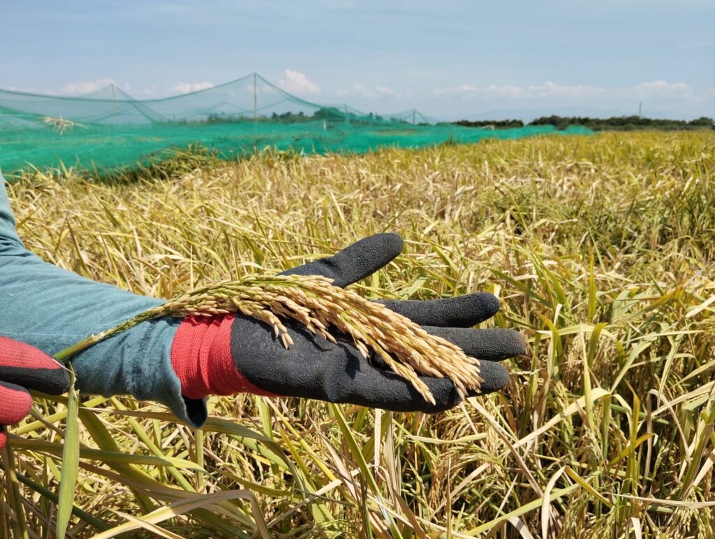 Encuentros en Panamá elevan debate para producción sostenible de arroz en América Latina  